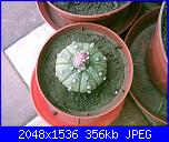 Piante grasse e dintorni-astrophytum-asterias-6-4-06-jpg
