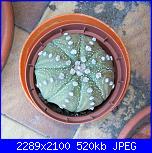 Piante grasse e dintorni-astrophytum-asterias-6-5-09-jpg
