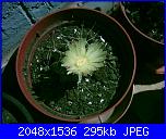 Piante grasse e dintorni-astrophytum-capricorne-21-5-05-jpg