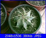 Piante grasse e dintorni-astrophytum-ornatum-19-8-05-jpg