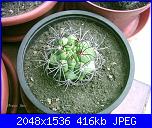 Piante grasse e dintorni-eriosyce-sandillon-3-6-06-jpg