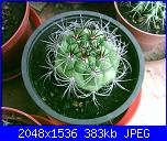 Piante grasse e dintorni-eriosyce-sandillon-18-9-06-jpg