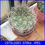 Piante grasse e dintorni-eriosyce-sandillon-11-9-10-jpg
