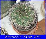 Piante grasse e dintorni-eriosyce-sandillon-1-10-10-jpg