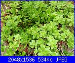 Piante grasse e dintorni-p1000827-jpg