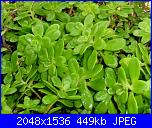 Piante grasse e dintorni-p1000828-jpg
