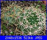 Piante grasse e dintorni-p1000826-jpg