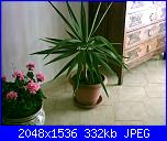 Piante grasse e dintorni-yucca-aloifolia-5-6-04-jpg