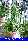 Piante grasse e dintorni-yucca-aloifolia-26-3-06-jpg