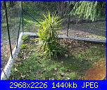 Piante grasse e dintorni-yucca-aloifolia-21-3-09-jpg