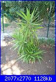 Piante grasse e dintorni-yucca-aloifolia-9-7-10-jpg