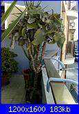 Piante grasse e dintorni-25-01-11_1602-jpg