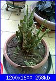 Piante grasse e dintorni-25-01-11_1604-jpg