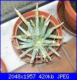 Piante grasse e dintorni-leuchtenbergia-principis-11-9-09-jpg