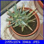 Piante grasse e dintorni-leuchtenbergia-principis-1-10-10-jpg