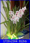 pianta di orchideee :)-100_2592-jpg