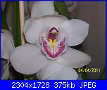 pianta di orchideee :)-100_2591-jpg