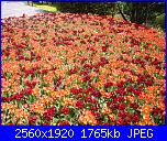 i fiori di Valentina-tulip-119-jpg