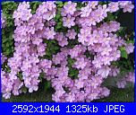 Pianta per pergolato-img_1675-jpg