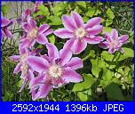 Pianta per pergolato-img_1665-jpg