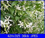 Pianta per pergolato-gelsomino-jpg