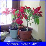 Ecco un pò di foto...-pic_0501-jpg