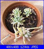 Ecco un pò di foto...-pic_0502-jpg