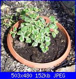 Ecco un pò di foto...-pic_0521-jpg