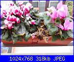 il mio ciclamino ha bisogno del vostro aiuto-dscn0198-jpg