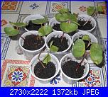 Cotone e......crocette-dscn2324-jpg