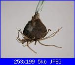 cardo mariano-imagesca4mgwre-jpg