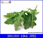 cardo mariano-rucola380m-jpg