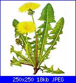 cardo mariano-tarassaco-jpg