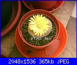 Piante grasse e dintorni-lithops-aucampiae-19-10-04-x-jpg