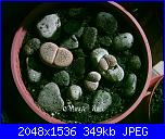 Piante grasse e dintorni-lithops-aucampiae-e-lithos-karasm-bella-30-4-05-x-jpg