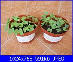 Regalo semi di -ipomoea blu'--dscn2772-jpg