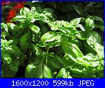 Orto in vaso..e' possibile!!-img_0509-jpg