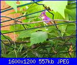 Regalo semi di -ipomoea blu'--img_0532-jpg