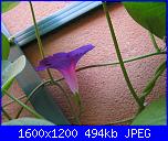 Regalo semi di -ipomoea blu'--img_0537-jpg