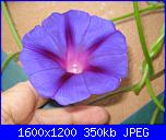 Regalo semi di -ipomoea blu'--img_0536-jpg