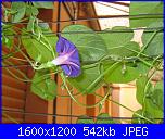 Regalo semi di -ipomoea blu'--img_0538-jpg