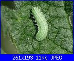 Regalo semi di -ipomoea blu'--imagescaf4rnl8-jpg