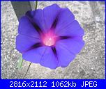 Regalo semi di -ipomoea blu'--005-jpg
