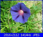 Regalo semi di -ipomoea blu'--008-jpg