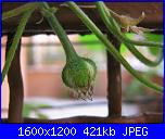 Regalo semi di -ipomoea blu'--img_0552-jpg