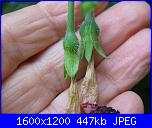 Regalo semi di -ipomoea blu'--img_0561-jpg