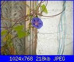 Regalo semi di -ipomoea blu'--4-jpg