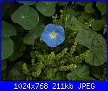 Regalo semi di -ipomoea blu'--5-jpg