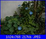 Regalo semi di -ipomoea blu'--6-jpg