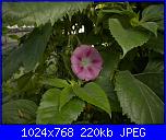 Regalo semi di -ipomoea blu'--7-jpg